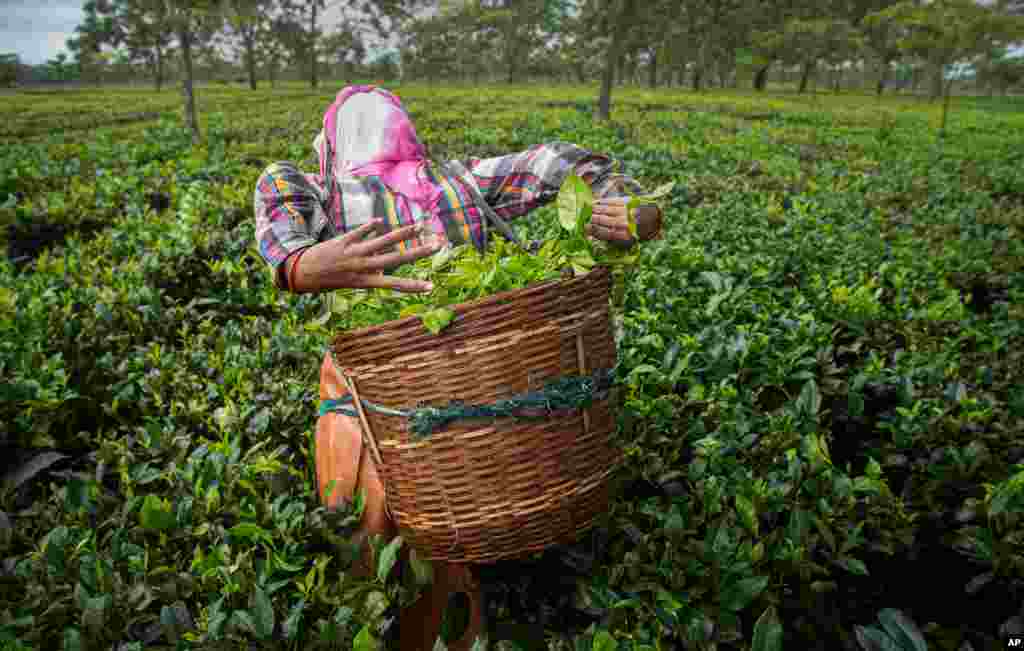A worker plucks tea leaves at a tea garden in Biswanath Chariali district of eastern state of Assam, India, June 27, 2020.