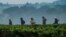 FILE: Workers walk through a tea plantation on the way to pick tea-leaves in the morning in Kericho, Kenya, on July 24, 2020