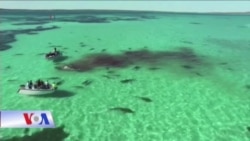 70 con cá mập xâu xé xác một con cá voi ở Australia