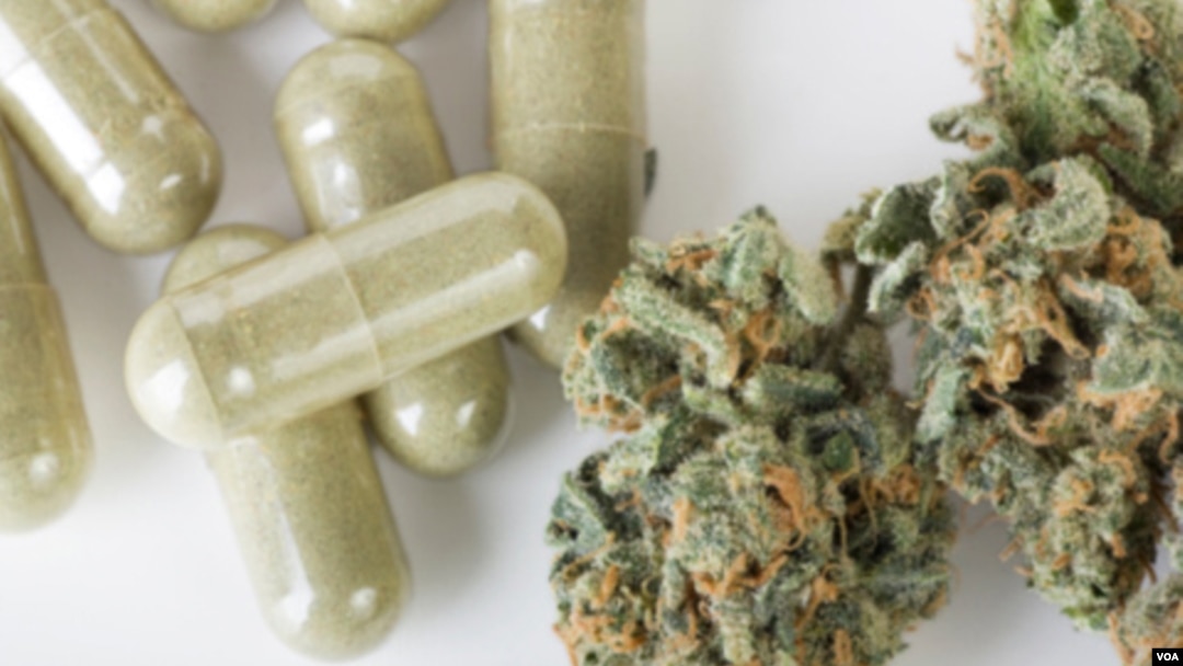 Algunos productores consideran que la calidad y el costo de la marihuana se verá afectada por la producción industrial.