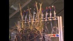 荷兰研制植物微生物燃料电池