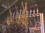 荷兰研制植物微生物燃料电池