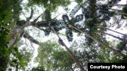 A Carnegie Institute tree climber high in the canopy. (Greg Asner)