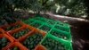 Productores de aguacate en México enfrentan a cárteles de la droga