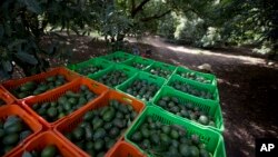 Cajas de aguacate en Michoacán, México, en una foto de archivo de 2014. AP.