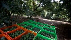 México podrá reiniciar la exportación EEUU de aguacate y mango luego de retomarse el proceso de certificación
