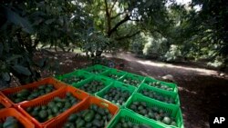 Cajas de aguacate en Michoacán, México. [Archivo]