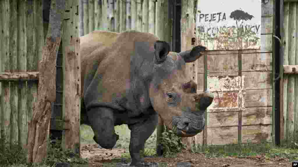 Un rhinocéros blanc femelle du nord, Najin, dans son enclos dans la réserve Ol Pejeta au Kenya