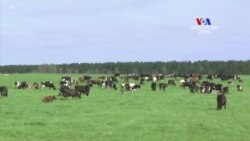 Հորմոններով հագեցած ամերիկյան մսի մուտքր եվրոպական շուկա մնում է արգելված