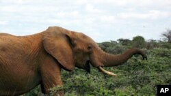 An elephant sniffing Acacia Drepanolobium is driven away by swarming ants.