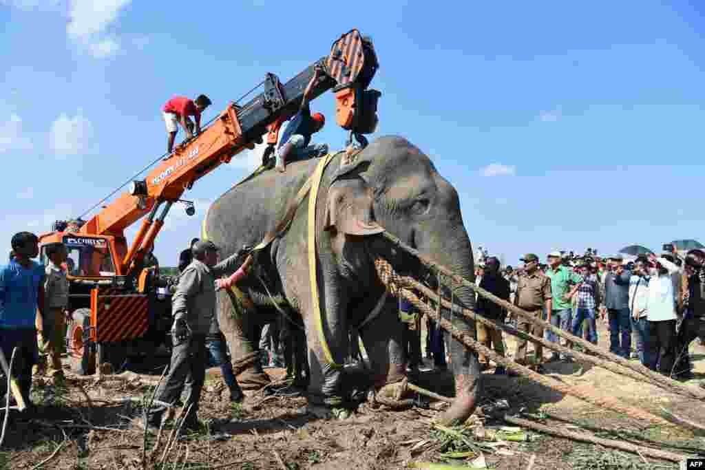 A tranquilized wild elephant that killed five villagers during a 24-hour rampage before being caught is lifted with a crane to be transported from the Rongjuli forest division in western Assam&#39;s Goalpara district, India.