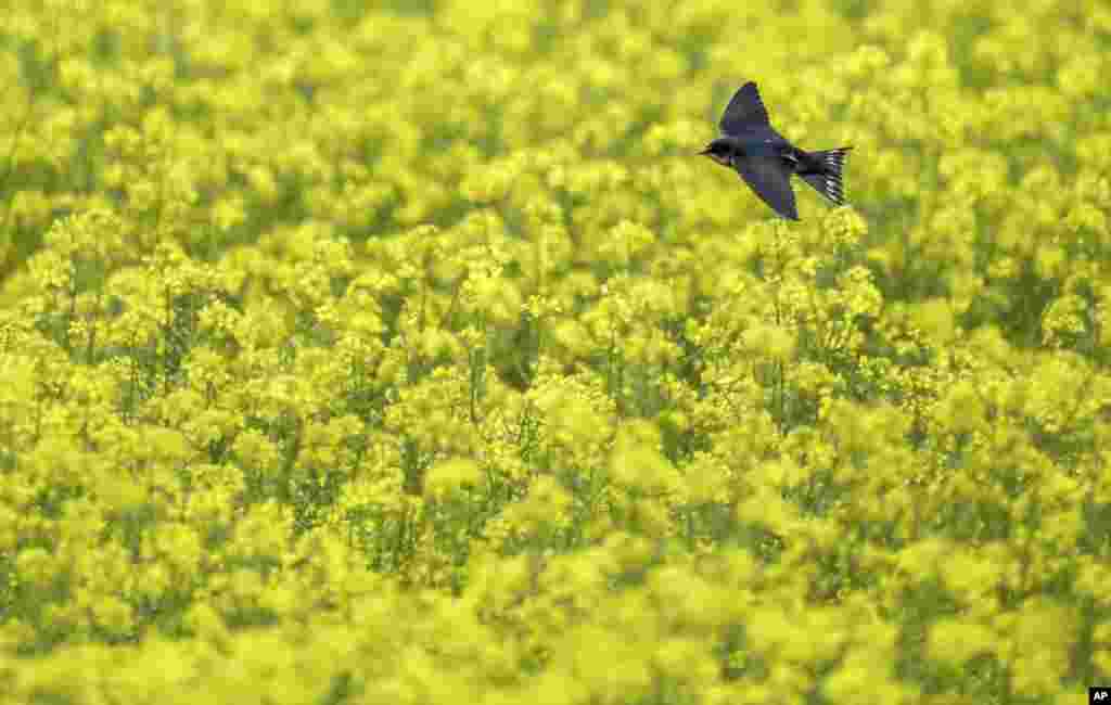 A bird flies over a yellow flowering mustard field in Daugendorf, Germany.