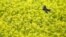A bird in search of food flies over a yellow flowering mustard field in Daugendorf, Germany, Sunday, Sept. 27, 2020. 