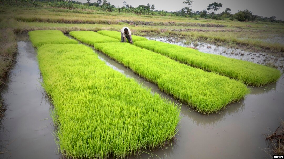 FILE - A man works in a rice field in Nanan, Yamoussoukro, Ivory Coast, Sept. 27, 2014. 