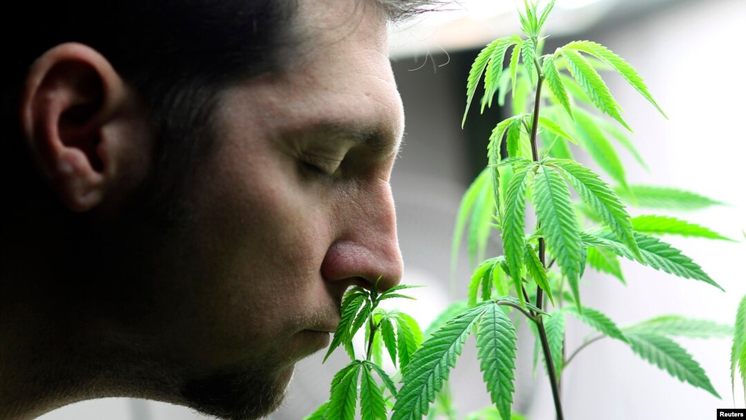 Seorang pasien mencium tanaman ganja yang dibelinya di Canna Pi, sebuah apotik di Seattle, negara bagian Washington, 20 November 2012 (Foto: dok). 