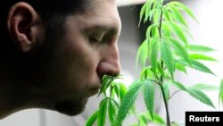 La marihuana es legal para fines médicos en algunos estados de EE.UU. y es legal para consumo recreativo en el estado de Colorado y Washington. 