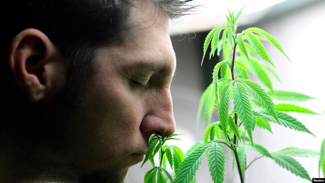 Medical marijuana patient Roger Lingle sniffs a starter plant he bought at the Canna Pi medical marijuana dispensary in Seattle, Washington, November 20, 2012.