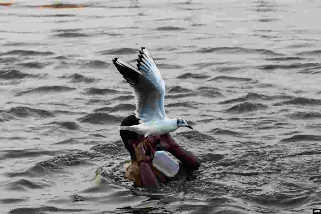 A seagull flies past as an Indian devotee taking a dip on the banks of the Triveni Sangam, the confluence of the Ganges, Yamuna and mythical Saraswati rivers, as people gather for the Kumbh Mela festival in Allahabad.