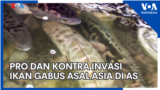 Pro dan Kontra Invasi Ikan Gabus asal Asia