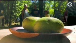 «Фестиваль папайи»: экзотика, вернувшаяся в Мэриленд