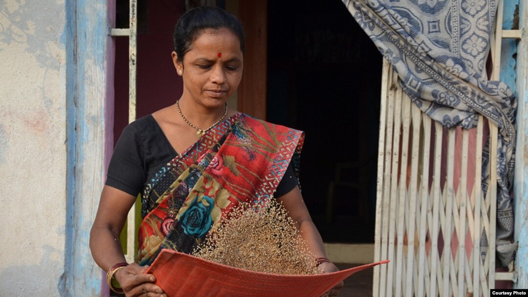 A woman winnows high-iron Dhanshakti pearl millet in Andhra Pradesh, India. Photo: Alina Paul-Bossuet (ICRISAT)