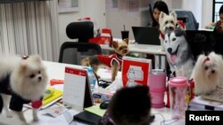 Beberapa anjing peliharaan di kantor agensi iklan di Bangkok yang mendorong karyawan membawa hewan kesayangan ke kantor, Bangkok, Thailand, 27 September 2018. 