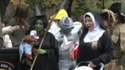 Парад собак в хэллоуинских костюмах в Нью-Йорке