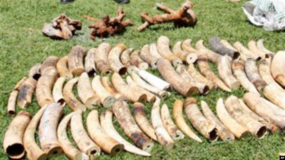 Pihak berwenang Kenya menyita sedikitnya dua ton gading gajah ilegal di pelabuhan Mombasa, Kenya dalam satu peti kemas yang bertujuan ke Indonesia., Rabu, Januari 16, 2013. (AP Photo / Khalil Senosi)