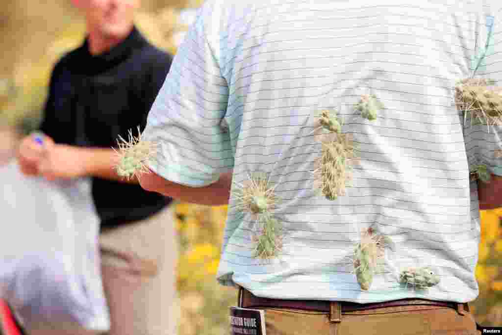 A fan is stuck by a jumping cholla cactus on the 15th hole during the first round of the World Golf Championships - Accenture Match Play Championship at The Golf Club at Dove Mountain in Marana, Arizona, USA, Feb. 19, 2014. (Credit: Allan Henry-USA TODAY Sports)