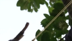Pemburu Bayaran Basmi Ledakan Populasi Iguana di Taiwan