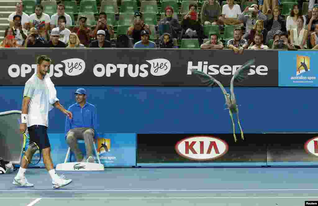 Serbia&#39;s Viktor Troicki watches a bird fly away after it landed on the court during the first round match against Spain&#39;s Daniel Munoz de la Nava at the Australian Open tennis tournament at Melbourne Park, Australia.