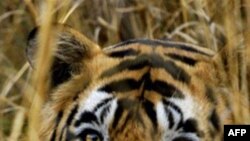 13 vende të Azisë nënshkruajnë marrëveshja për të mbrojtur tigrin e egër