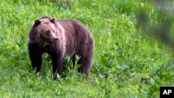 FILE - A grizzly bear roams near Beaver Lake in Yellowstone National Park, Wyo., July 6, 2011. Native American tribes, clans and leaders from seven states and Canada say the U.S. government's recent decision to lift protections for grizzly bears in the Yellowstone National Park area violates their religious freedom.