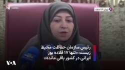 رئیس سازمان حفاظت محیط زیست: «تنها ۱۷ قلاده یوز ایرانی در کشور باقی مانده»