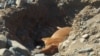 Cattle dying in mine pits dug by a Chinese company in Umzingwane, Matabeleland South