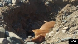 Cattle dying in mine pits dug by a Chinese company in Umzingwane, Matabeleland South