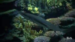 Sharks Return to New York Aquarium