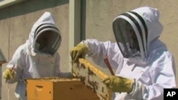 High up on the rooftop of the Fairmont Hotel in Washington, DC, executive sous chef Ian Bens and executive pastry chef Aron Weber tend to honeybees.