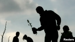 FILE - People plant pines during a reforestation project on Penteli mountain, north of Athens, Jan. 13, 2008. 