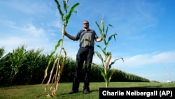 Cameron Sorgenfrey holds a tall corn stalk next to a short corn stalk along one of his fields, Monday, Sept. 16, 2024, in Wyoming, Iowa. (AP Photo/Charlie Neibergall)
