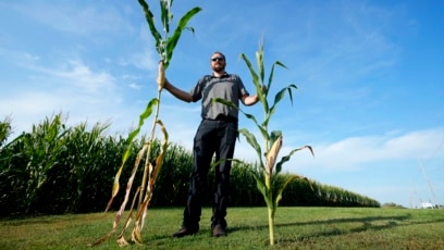 Short Corn Is Growing Stronger in US Midwest