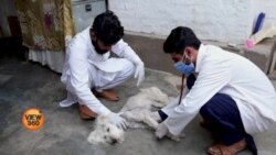 پشاور: پالتو جانوروں کا آن لائن علاج