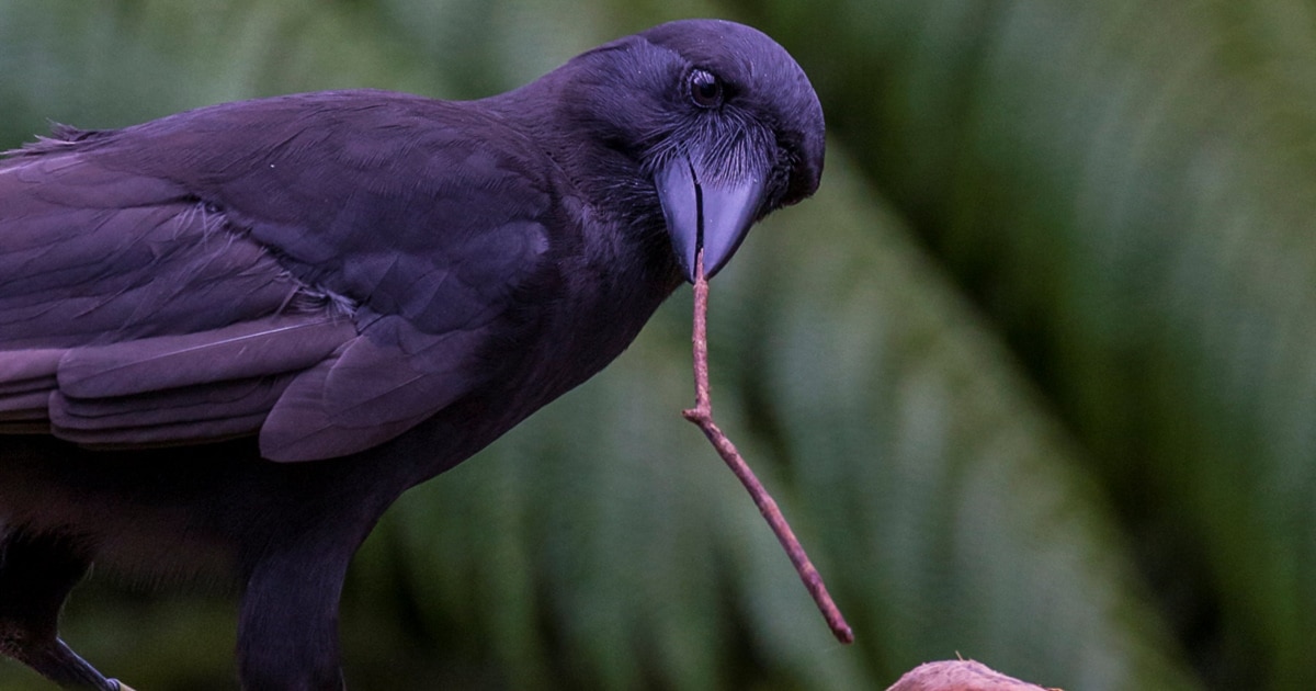烏 crow Walnut Creek crow is second bird in Contra Costa to test positive