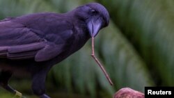 A captive Hawaiian crow using a stick tool to extract food from a wooden log is shown in this image released on Sept. 14, 2016. (Courtesy Ken Bohn/San Diego Zoo Global)