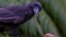 A captive Hawaiian crow using a stick tool to extract food from a wooden log is shown in this image released on Sept. 14, 2016. (Courtesy Ken Bohn/San Diego Zoo Global)