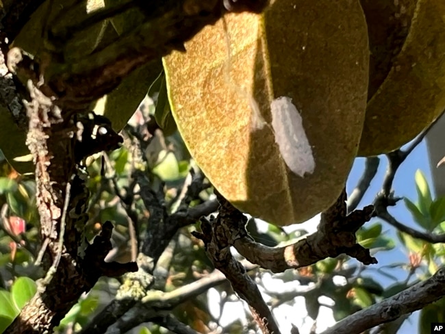 This July 5, 2023, image provided by Jessica Damiano shows a scale insect under a rhododendron leaf on Long Island, N.Y. (Jessica Damiano via AP)