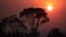 Traditional trees of the Cerrado ecosystem in Brazil
