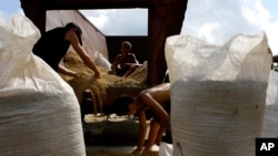 Agricultores jóvenes dividen el arroz en bolsas en Los Palacios, Cuba, el sábado 20 de septiembre de 2008. Este miércoles 8 de enero de 2025 trascendió que Cuba va a ceder tierras en contrato a Vietnam para la producción de arroz, en medio de una grave crisis económica.