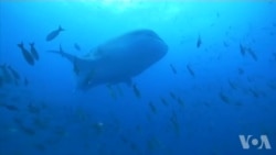美国万花筒：深海里最神秘的鱼-鲸鲨