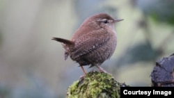 A new study shows that many wrens and other common birds in the U.S. and Europe are adapting well to climate change. But the news isn't so good for other birds. (Credit: Dr. Stephen Willis, Durham University)